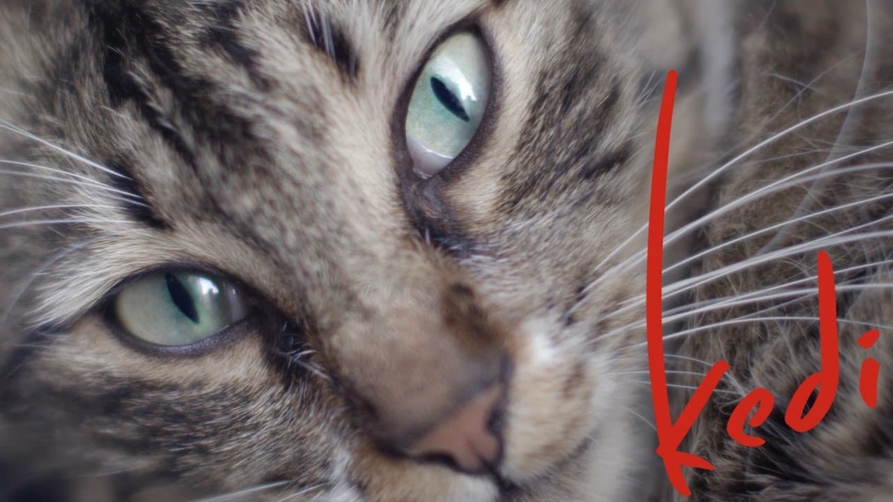 Kedi trailer thumbnail